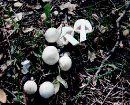 champignon