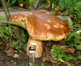 steinpilz